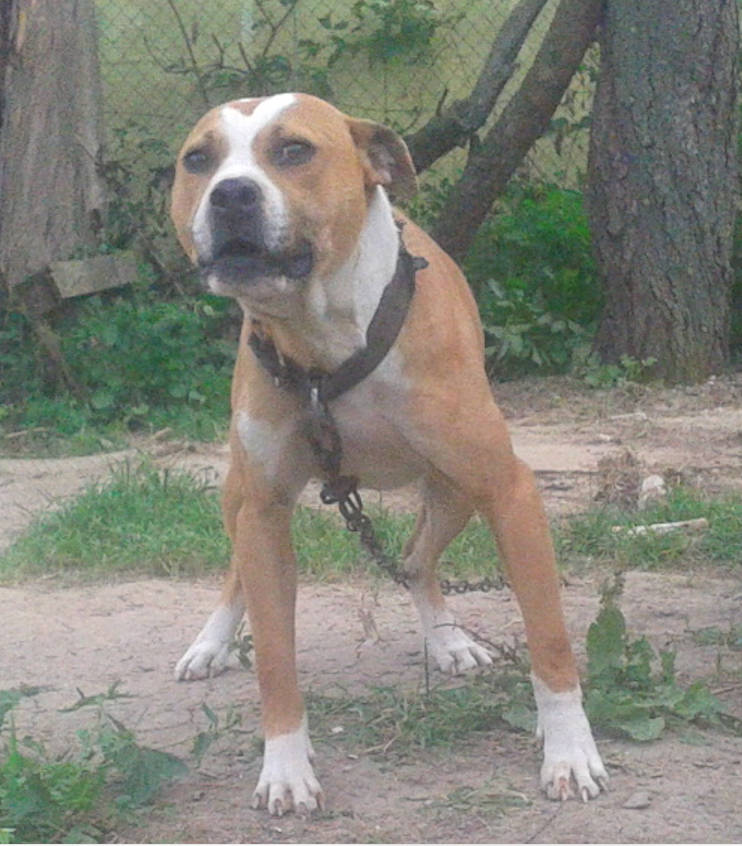 Photo of the dog