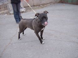 Photo of the dog