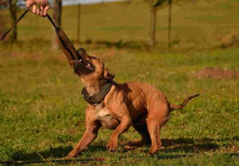 Photo of the dog