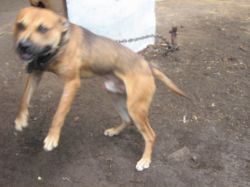 Photo of the dog