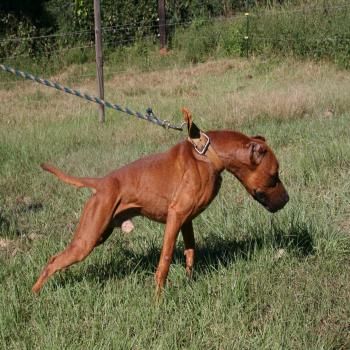 Photo of the dog
