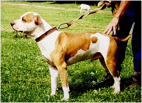 Photo of the dog