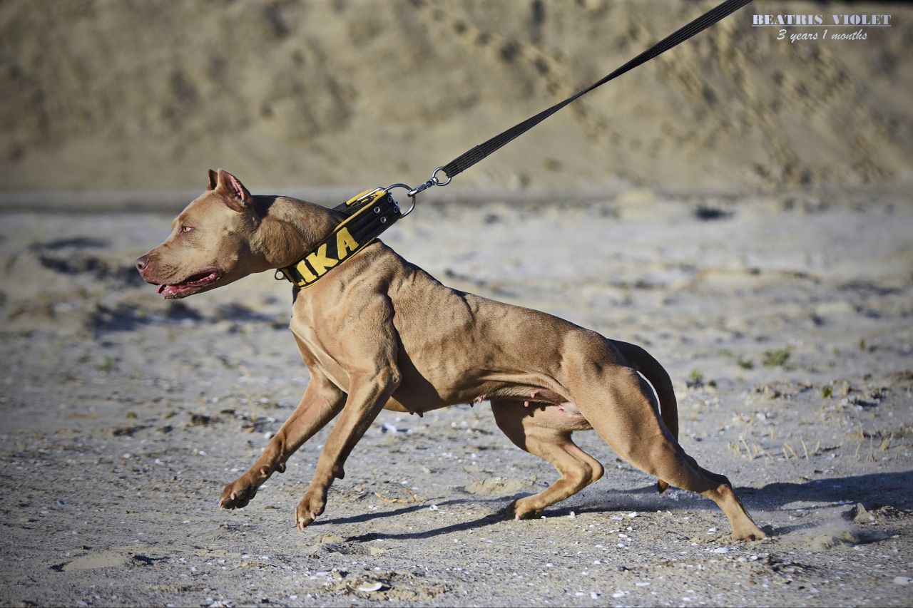 Photo of the dog
