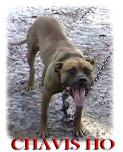 Photo of the dog