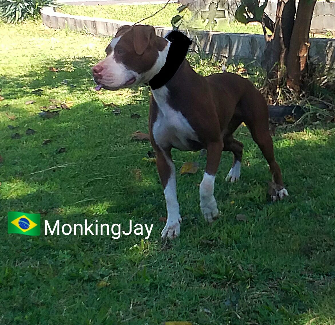 Photo of the dog
