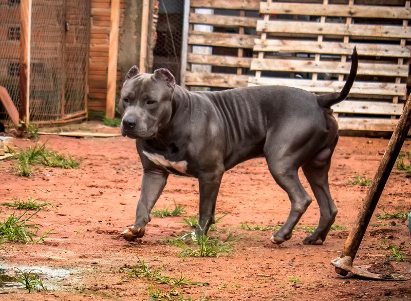 Photo of the dog