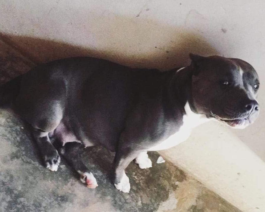 Photo of the dog