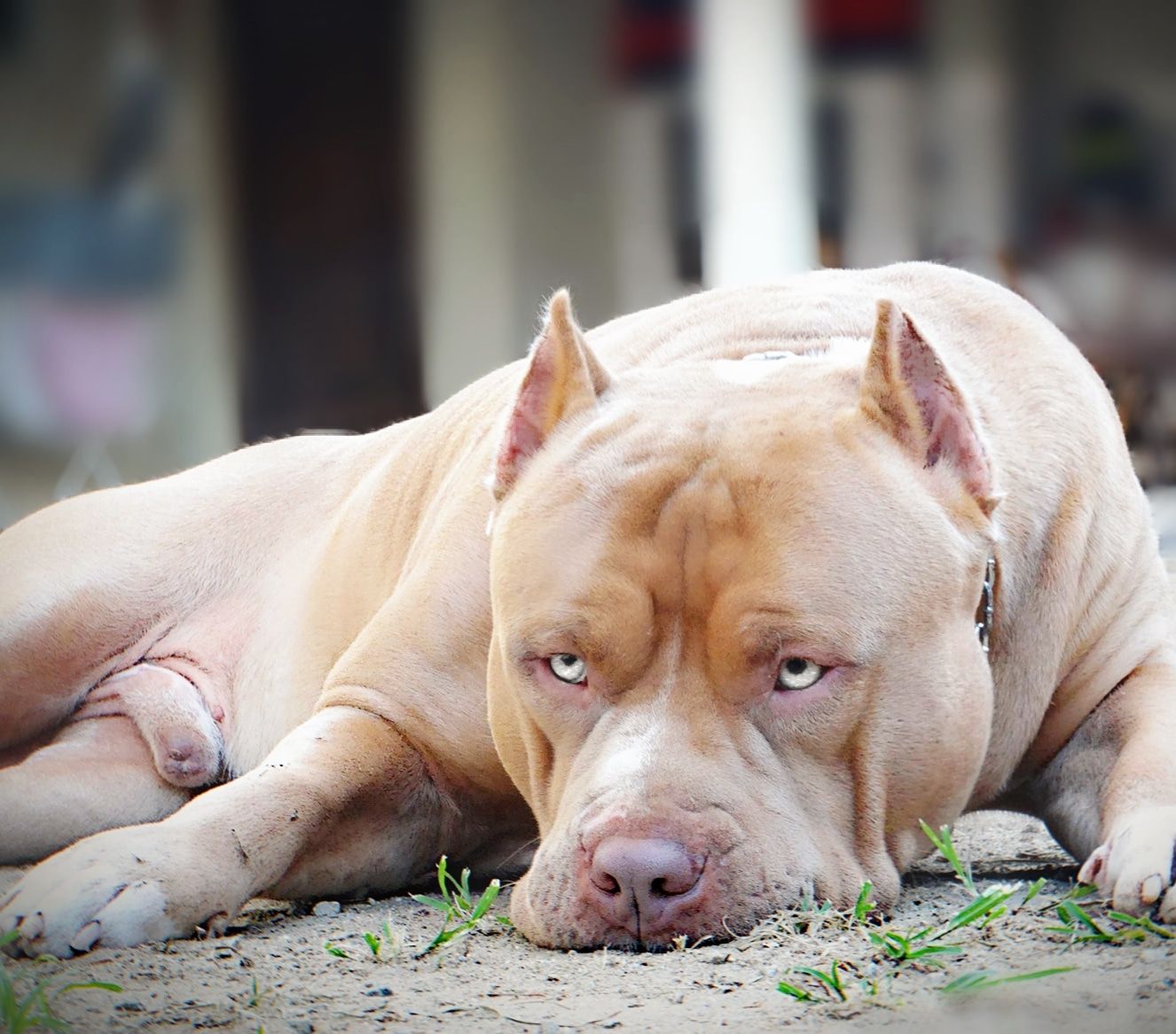 Photo of the dog