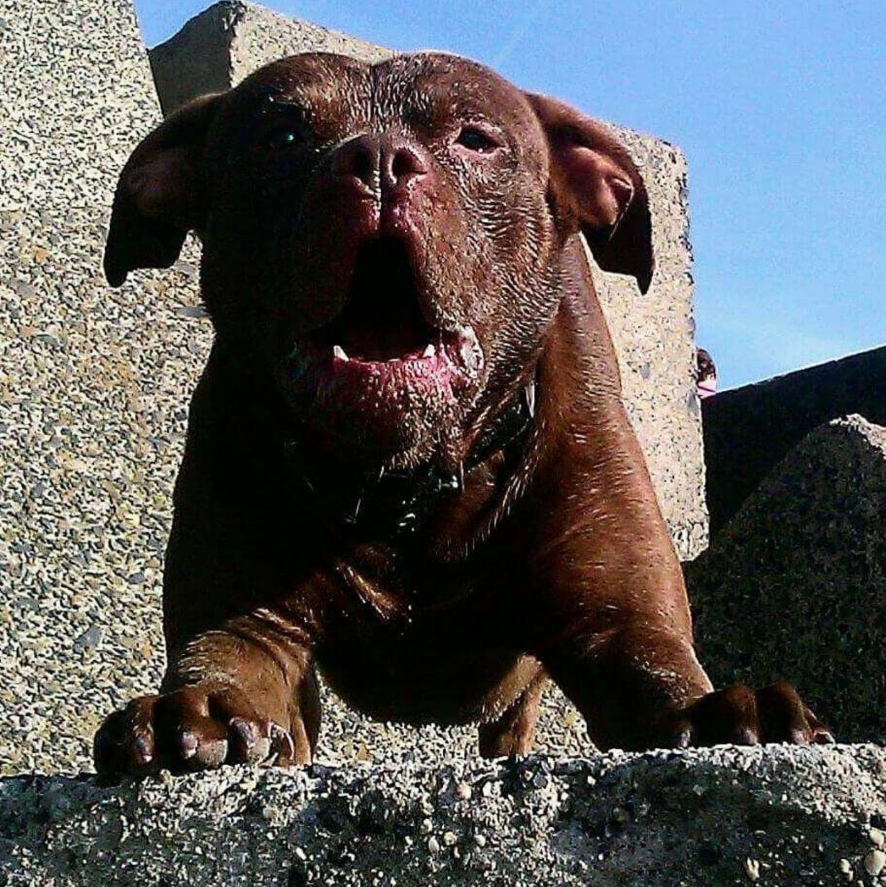 Photo of the dog
