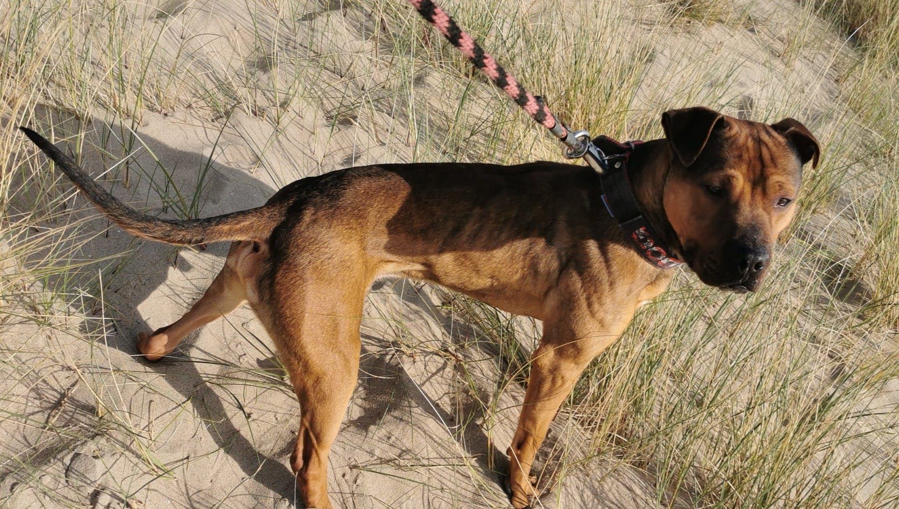 Photo of the dog
