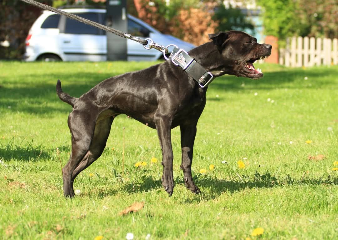 Photo of the dog