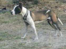 Photo of the dog