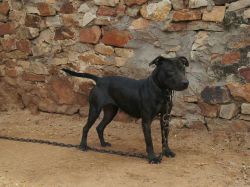 Photo of the dog