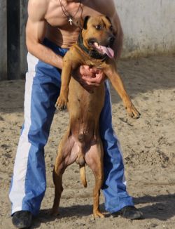 Photo of the dog
