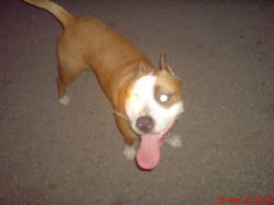 Photo of the dog