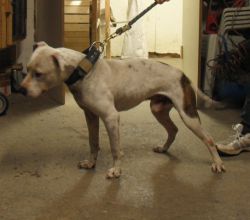 Photo of the dog