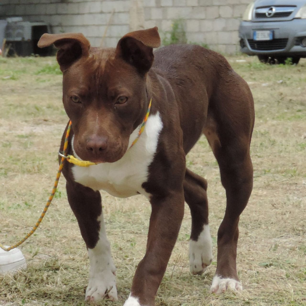 Photo of the dog