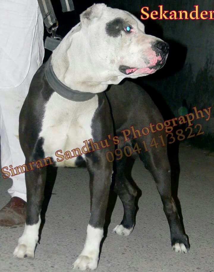 Photo of the dog