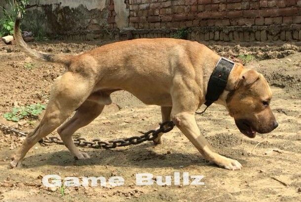 Photo of the dog