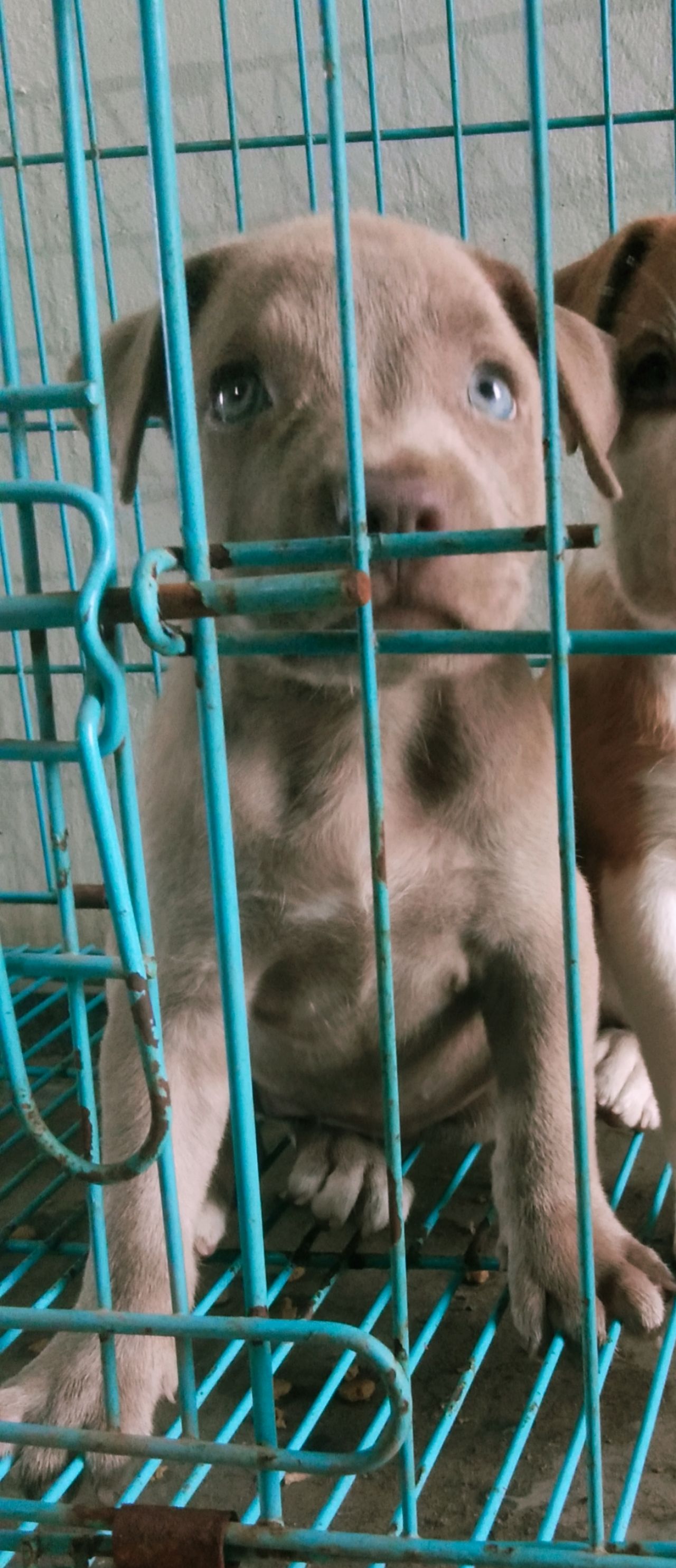 Photo of the dog