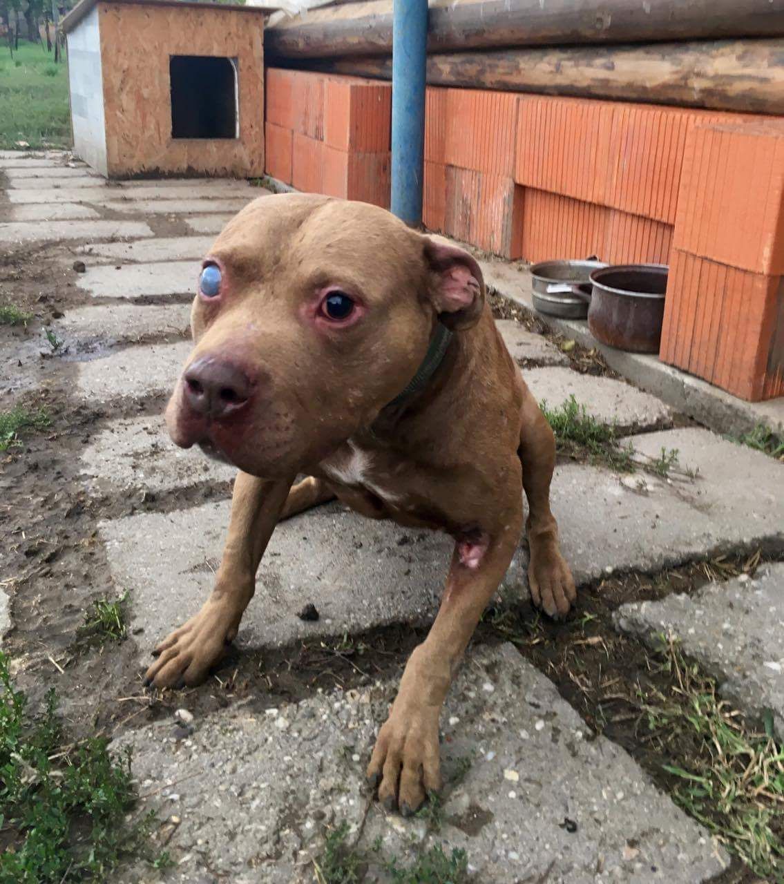 Photo of the dog