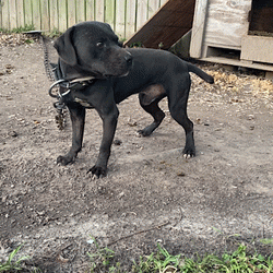 Photo of the dog