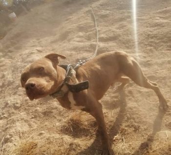 Photo of the dog