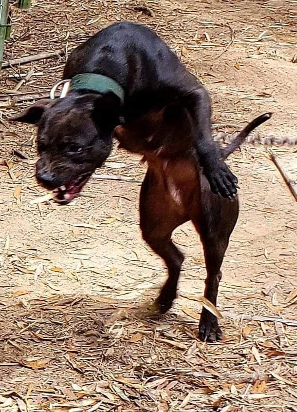 Photo of the dog