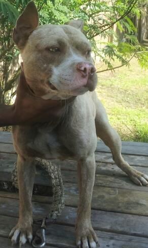 Photo of the dog
