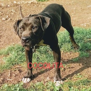 Photo of the dog