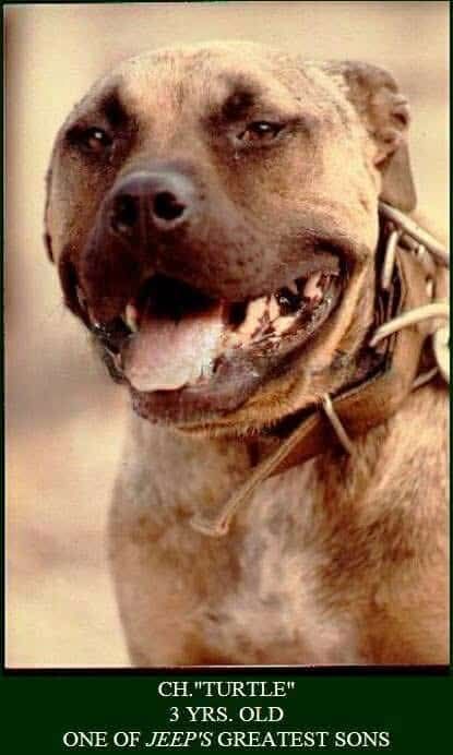 Photo of the dog