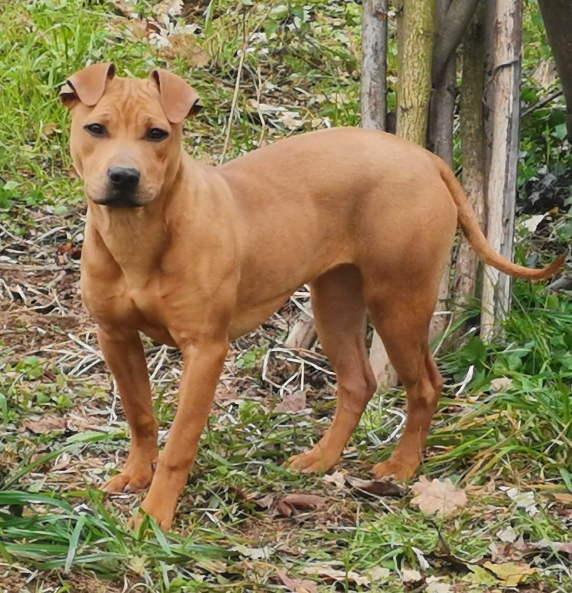 Photo of the dog