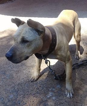 Photo of the dog