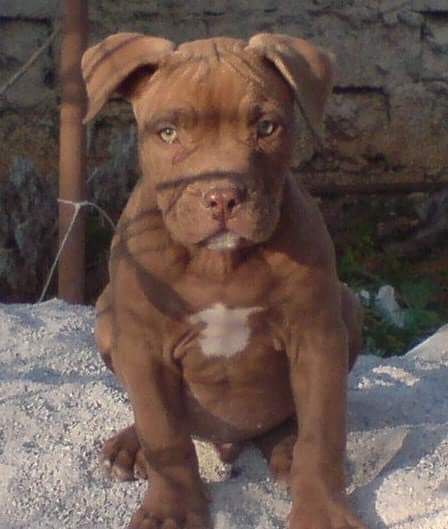 Photo of the dog