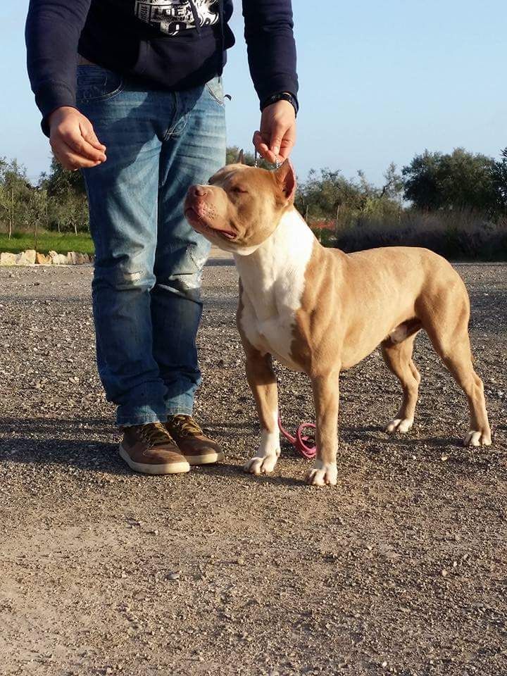 Photo of the dog