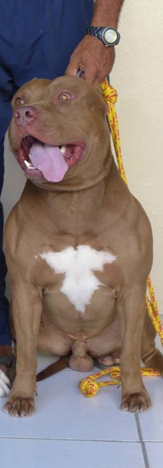 Photo of the dog