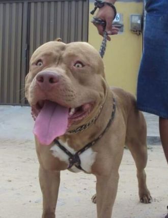 Photo of the dog