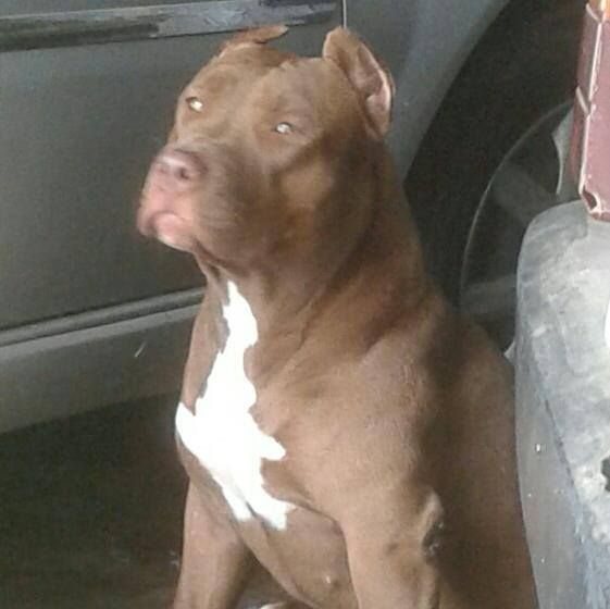 Photo of the dog