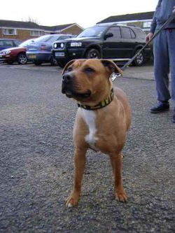 Photo of the dog