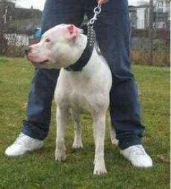 Photo of the dog