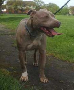 Photo of the dog