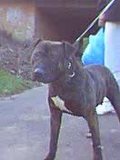 Photo of the dog