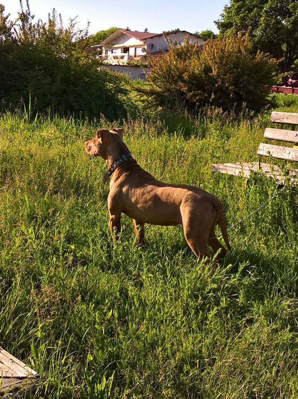 Photo of the dog