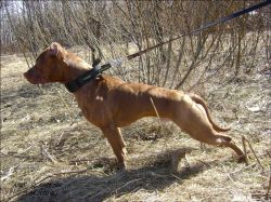 Photo of the dog