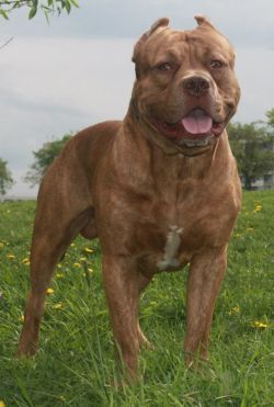 Photo of the dog