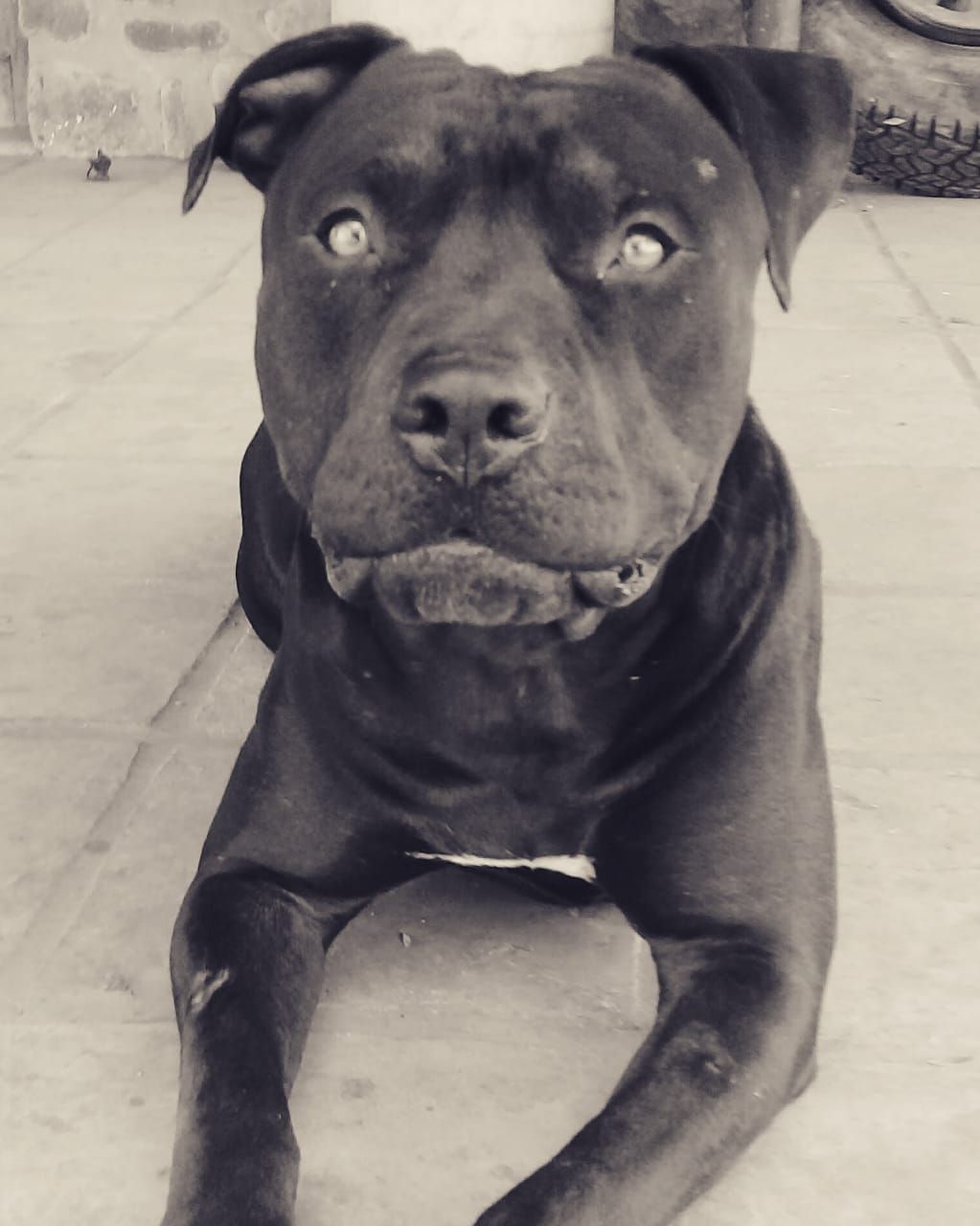 Photo of the dog