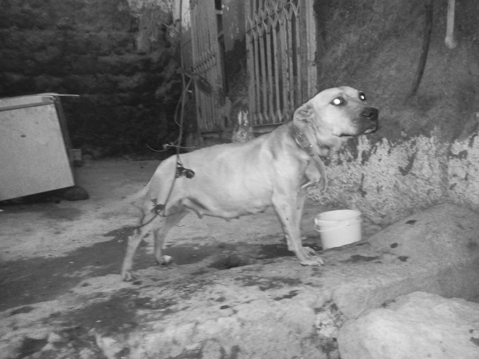 Photo of the dog