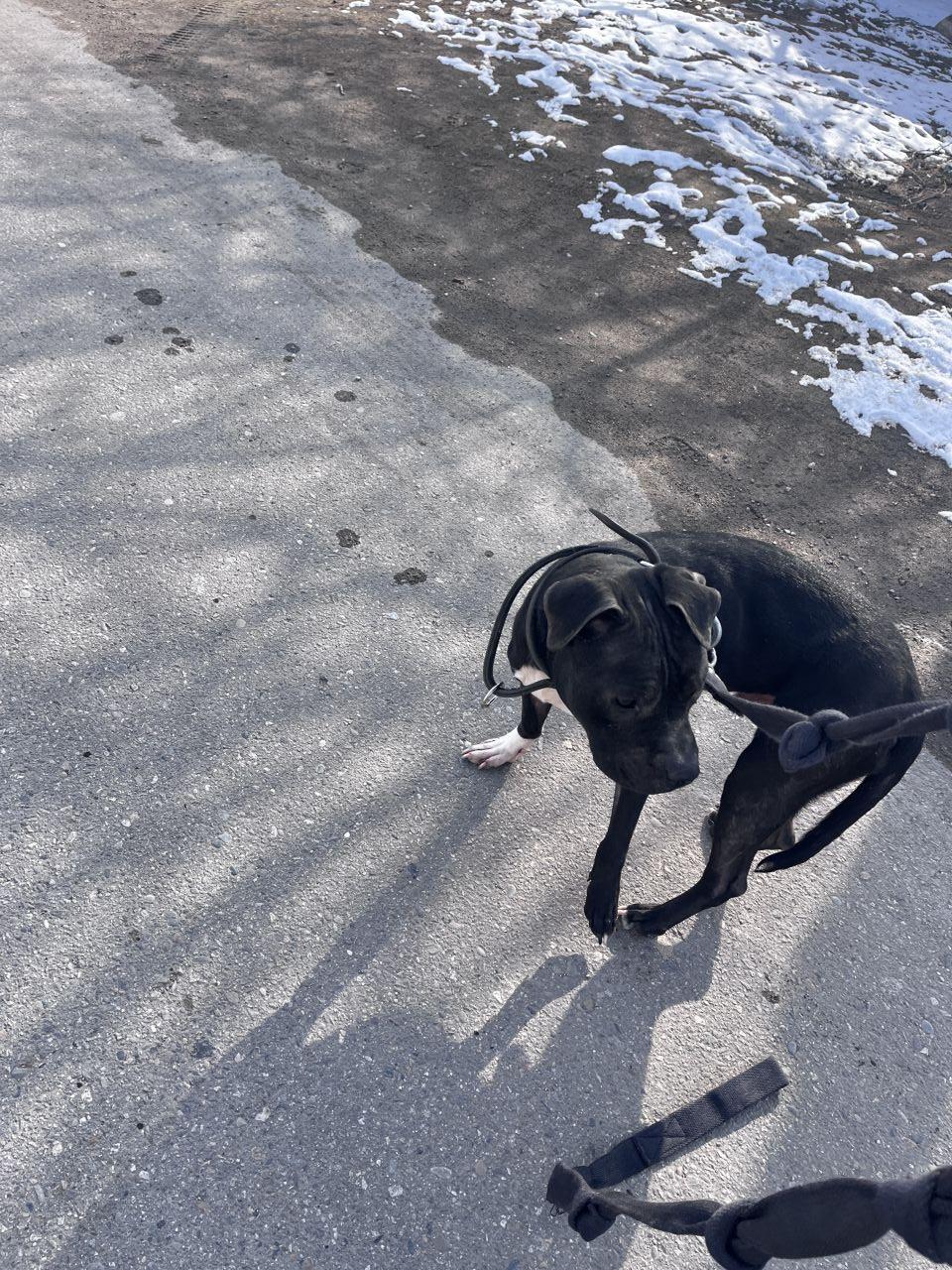 Photo of the dog