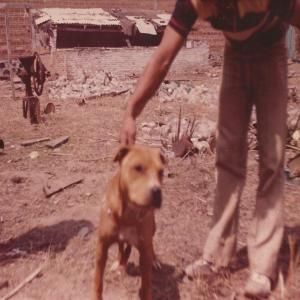 Photo of the dog