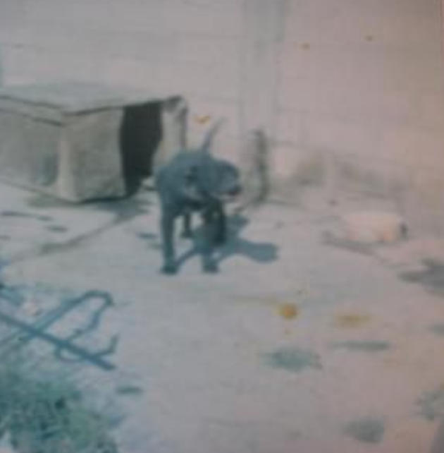 Photo of the dog